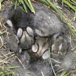 Baby Bunnies in Nest