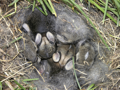 Rabbit Pregnancy