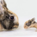 Baby and Mama Bunny