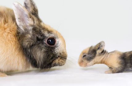 Newborn Baby Rabbits with Mama