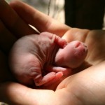 Newborn baby bunny