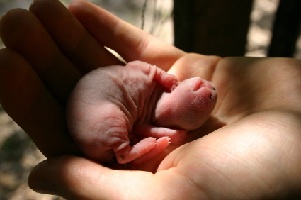 Newborn baby rabbits