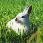 rabbit lifespan