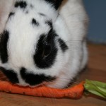 Bunny Eating Carrot