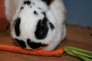 How much should my rabbit eat