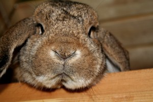 Rabbit Proofing Your House