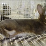 How big should rabbit cage be