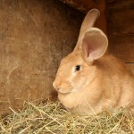 Rabbit Training