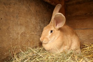 litter box train your rabbit