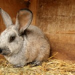 How to Adopt a Rabbit