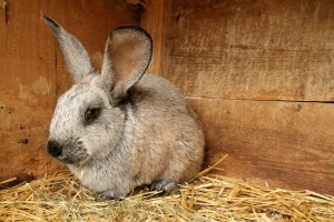 How to Adopt a Rabbit