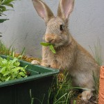 Bunny Eating Food