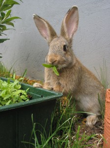 change your rabbit food