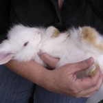 Rabbit Grooming Nails