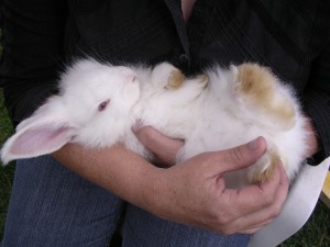 Cut a Rabbit's Nails