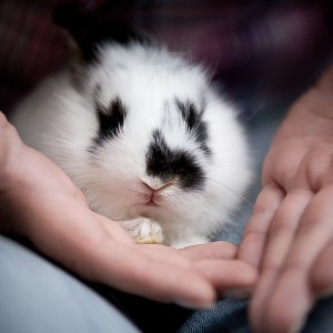 Do rabbits make good pets - baby pet rabbit