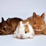 Baby Dwarf Rabbits