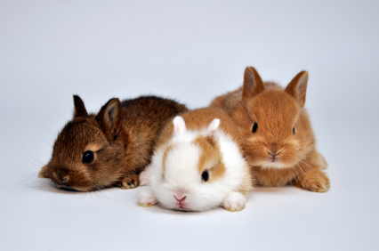 Baby Dwarf Rabbits