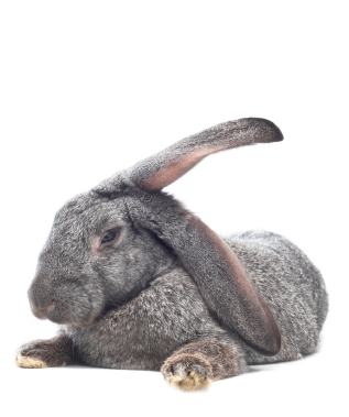 Giant Rabbit Breeds