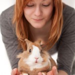 Pet Rabbit from Breeder