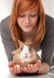 Pet Rabbit from Rabbit Breeders