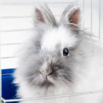 white angora rabbit