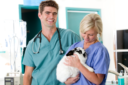 Having your pet rabbit fixed