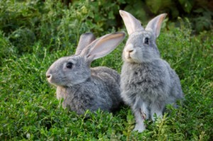 Rabbits don't want to mate