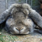 Pet Lop Eared Rabbit