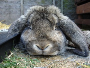 Pet Lop Eared Rabbit