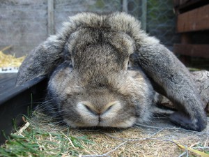 eared bunny