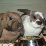 Bunny Food and Pellets