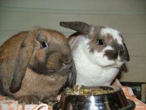 Rabbit Food and Pellets