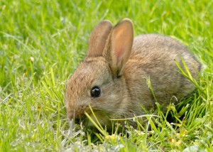 Favorite rabbit things