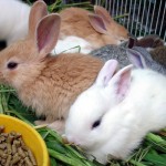 Litter of Baby Bunnies