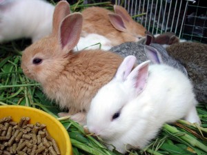 Baby rabbits growth phases