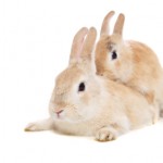 breeding rabbits